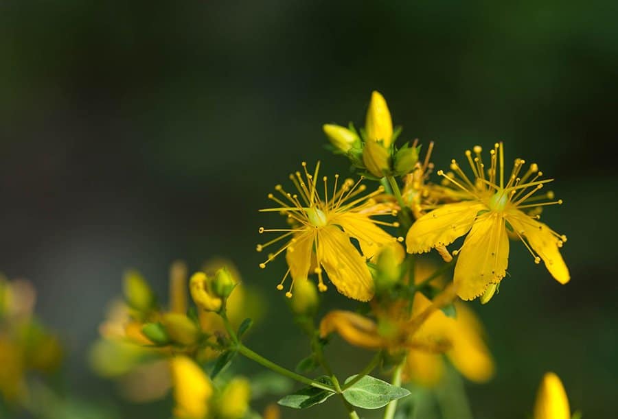 hypericum-psicologa-padova