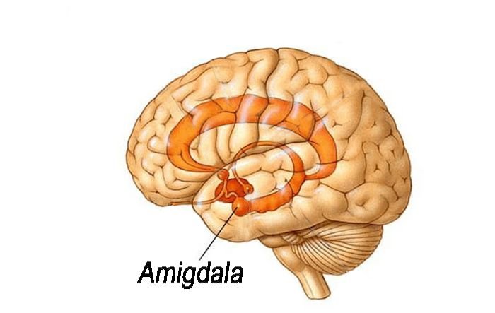 Claustrofobia-Amigdala